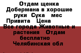 Отдам щенка Добермана в хорошие руки. Сука 5 мес. Привита › Цена ­ 5 000 - Все города Животные и растения » Отдам бесплатно   . Челябинская обл.